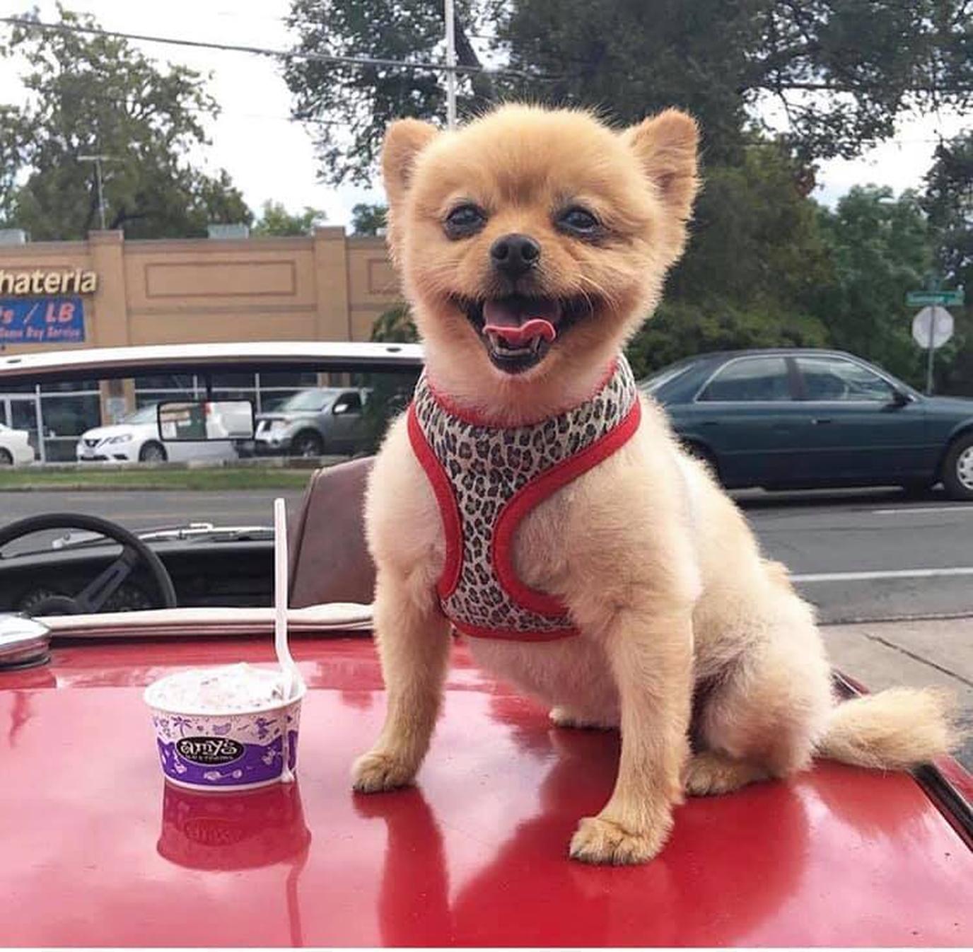 Amy's Ice Creams serves dog-friendly ice creams at locations in Austin, Houston and San Antonio. Amy's Ice Creams is a Texas-based ice cream parlor that serves up dog-friendly ice cream.