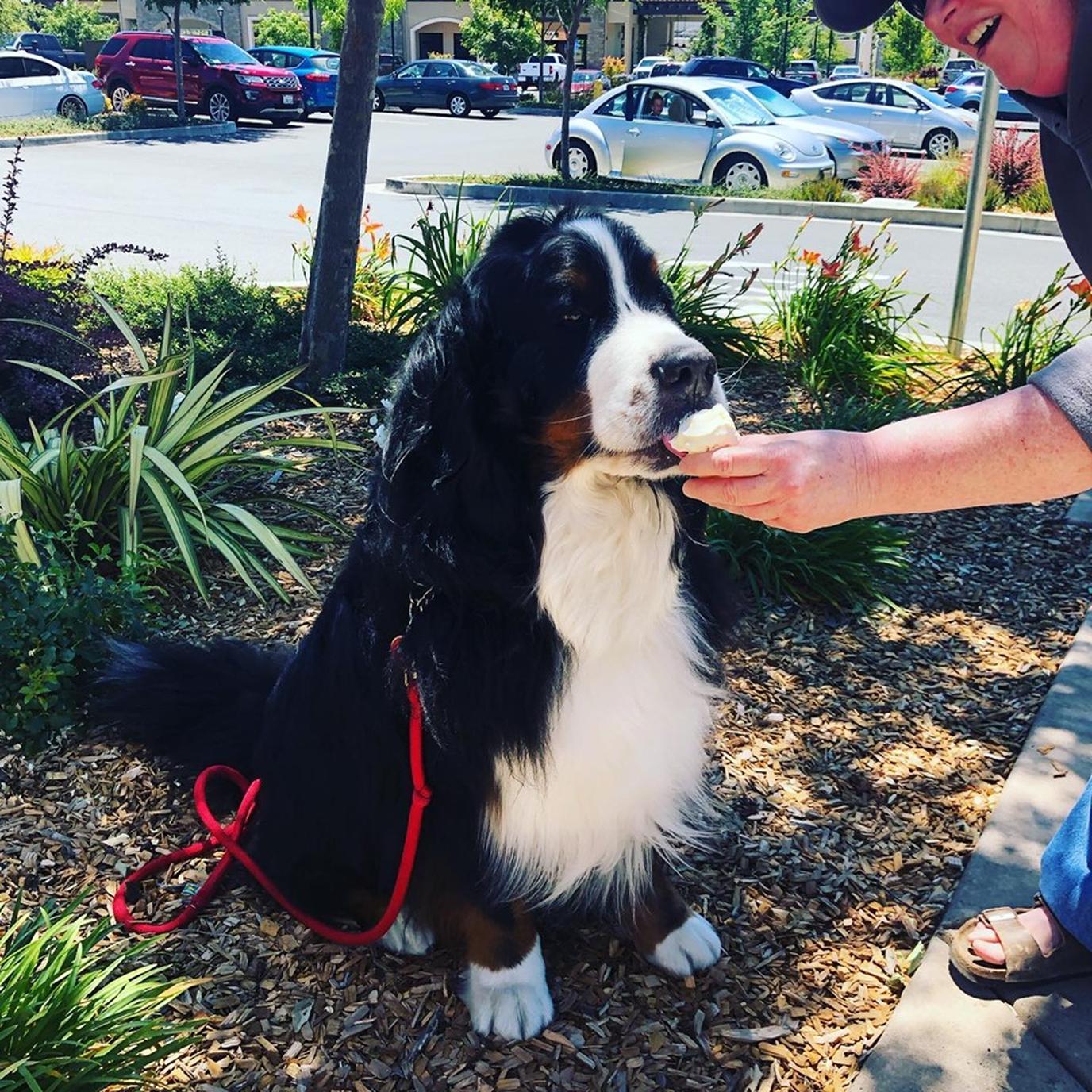 Two Dog Night Creamery serves dog ice creams in Windsor, CA. Two Dog Night Creamery makes an organic, locally sourced dog ice cream for Fido.