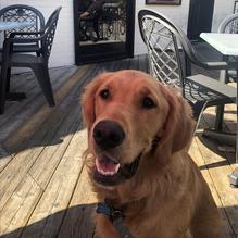 The Queen's Head Pub and Bar restaurant view 2