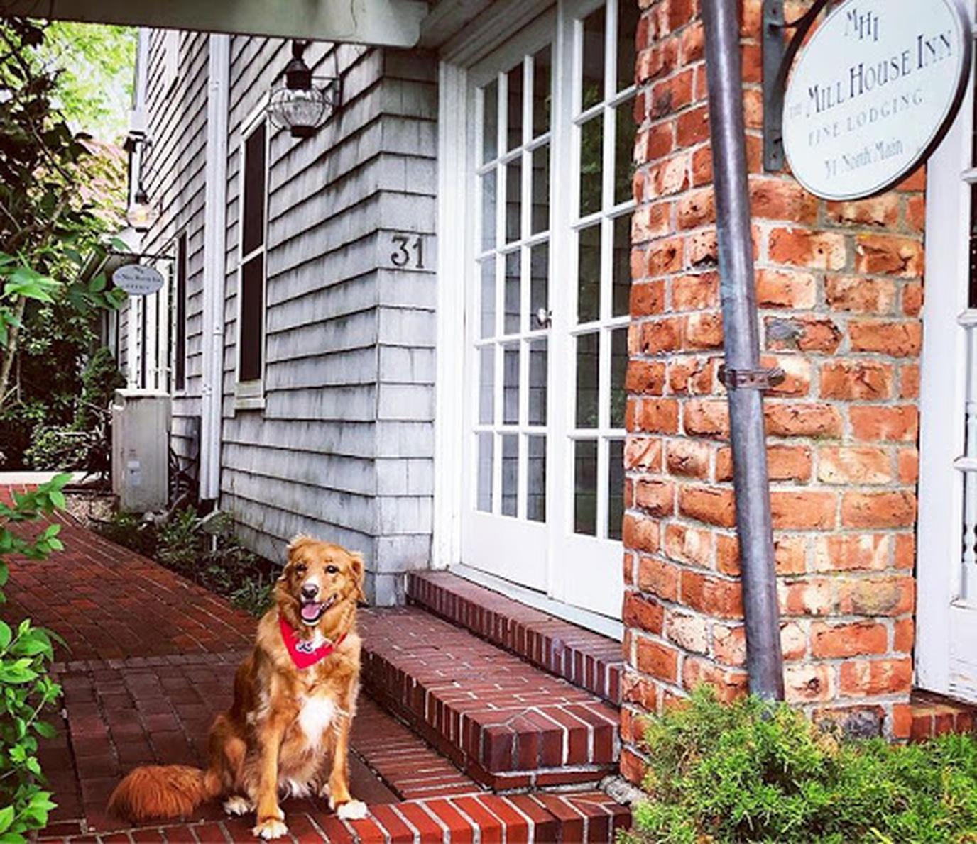 Stay at the dog-friendly Mill House Inn in the Hamptons. Mill House Inn in the Hamptons is dog-friendly