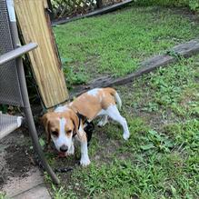 P.C.'s Paddock Restaurant restaurant view 2