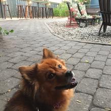 Huckleberry restaurant view 2