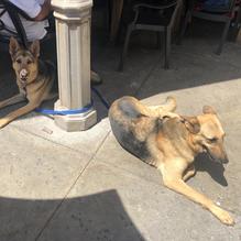 Lupe Tortilla Cedar Park restaurant view 2