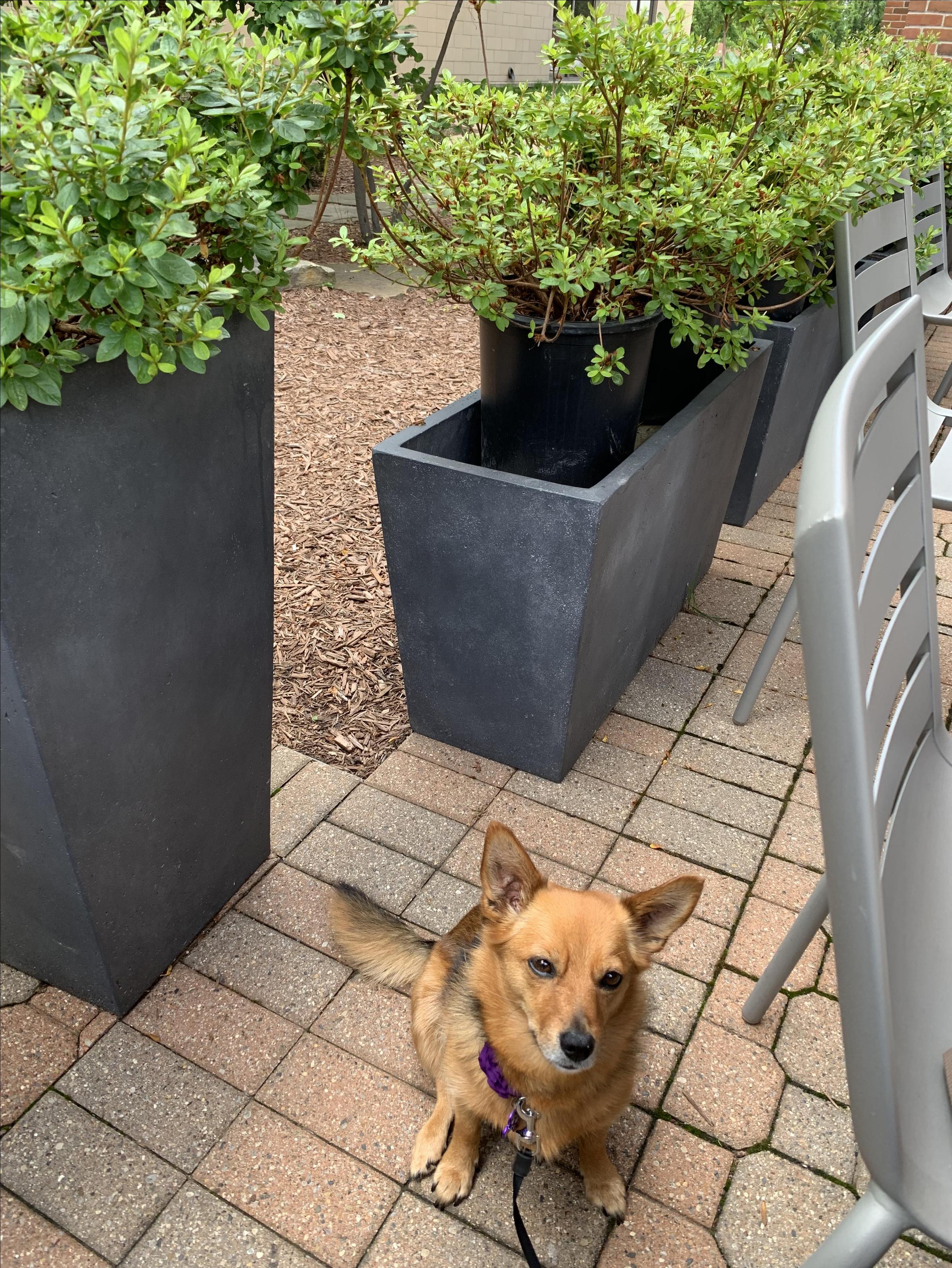 PetFriendly Patio ⋆ BringFido