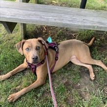 Moby Dick restaurant view 5