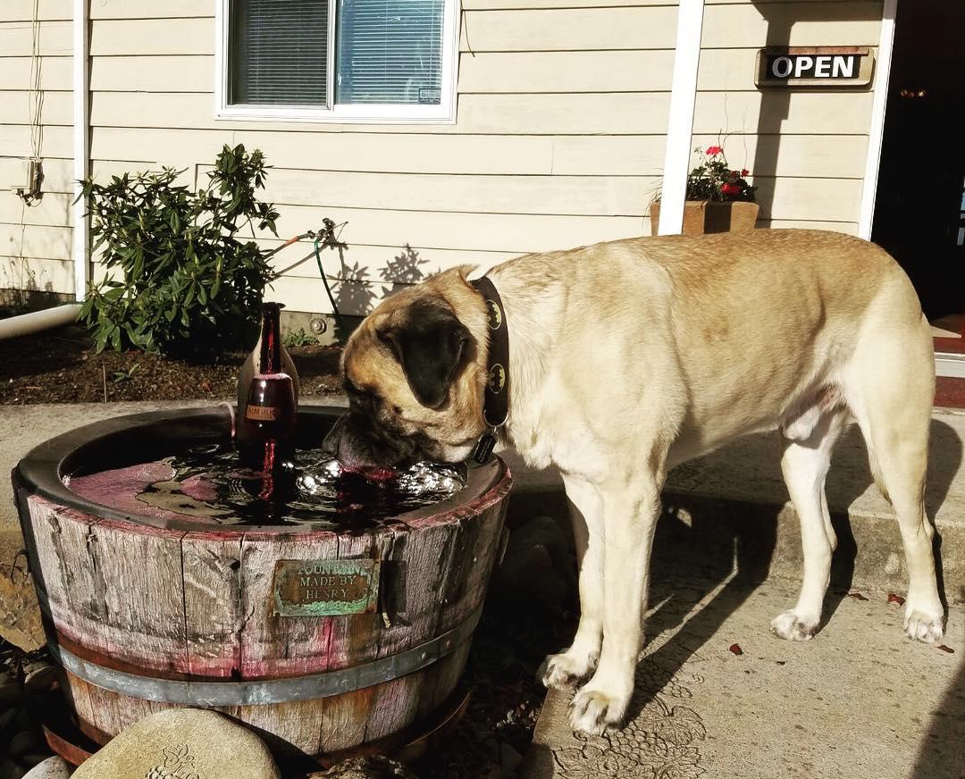 Fido enjoying some wine-colored water just for pups.