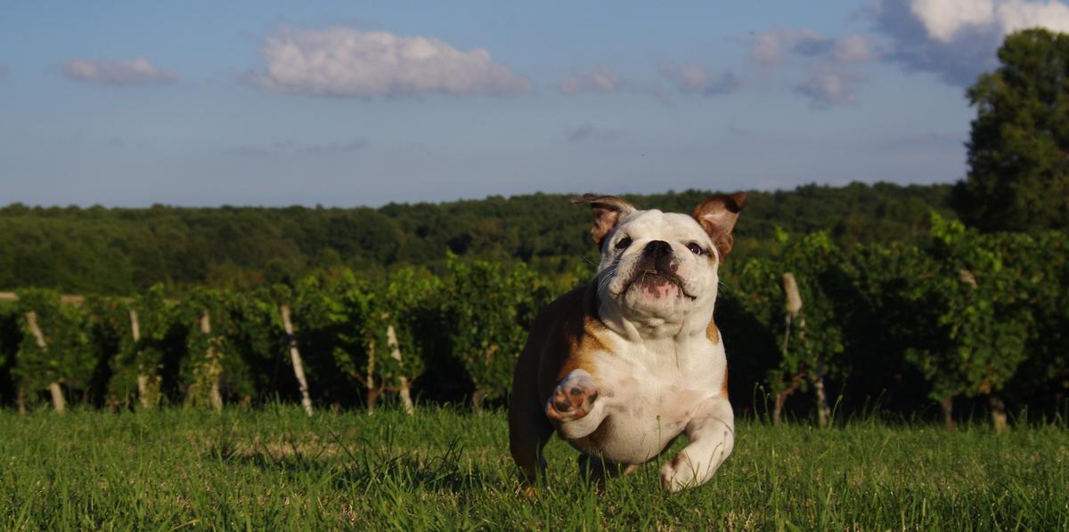 Pet friendly shop wineries near me