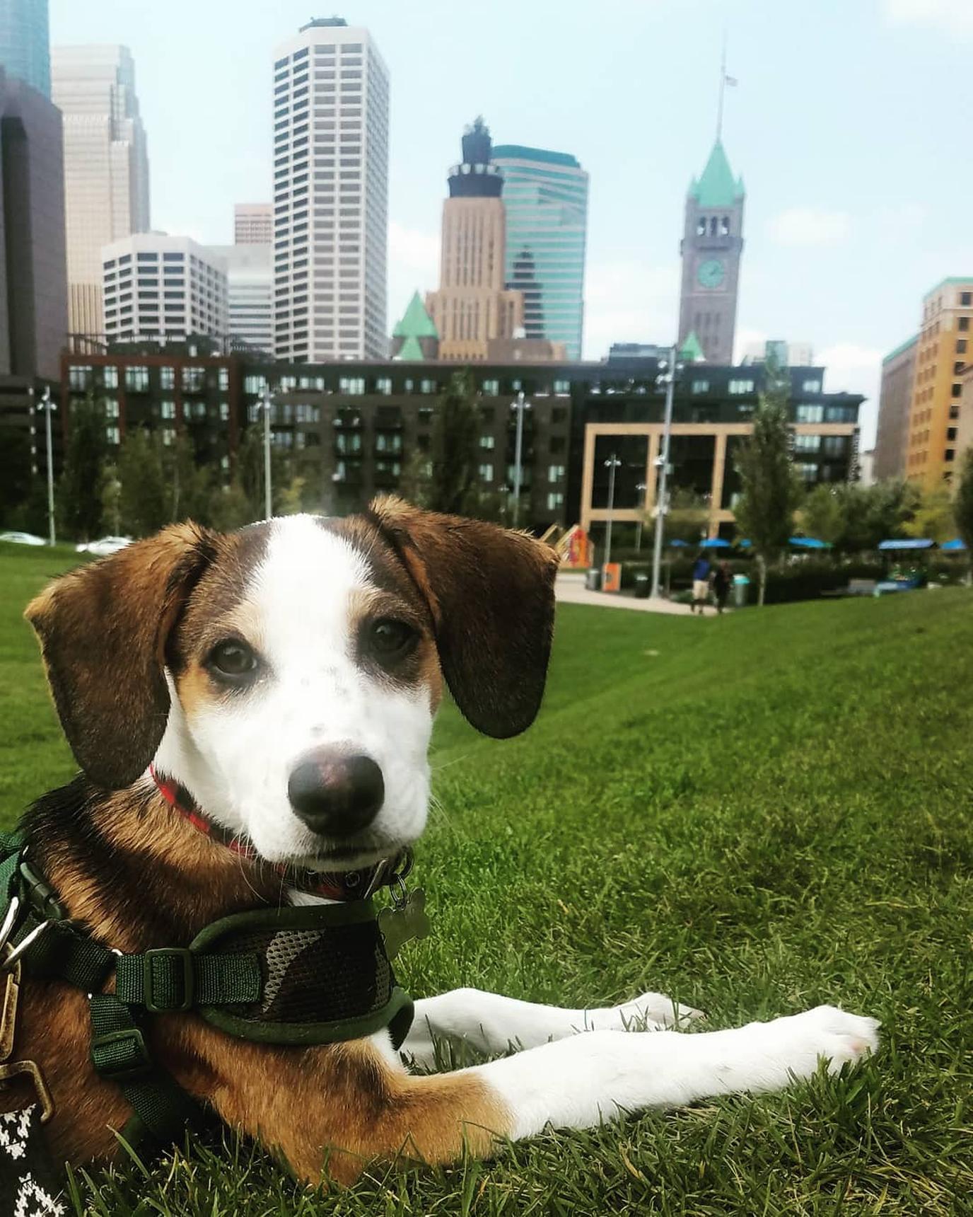 Walk with your dog in The Commons in Minneapolis. The Commons is a 4.2-acre dog-friendly park in the middle of Minneapolis.