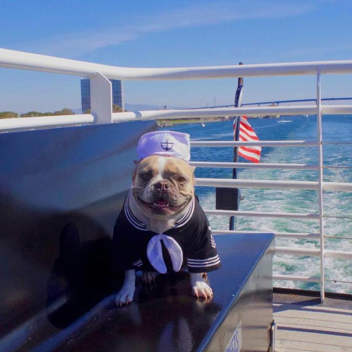 Take a Bow Wow Brunch Cruise with your dog. This dog-friendly cruise is all about brunch with your pooch!