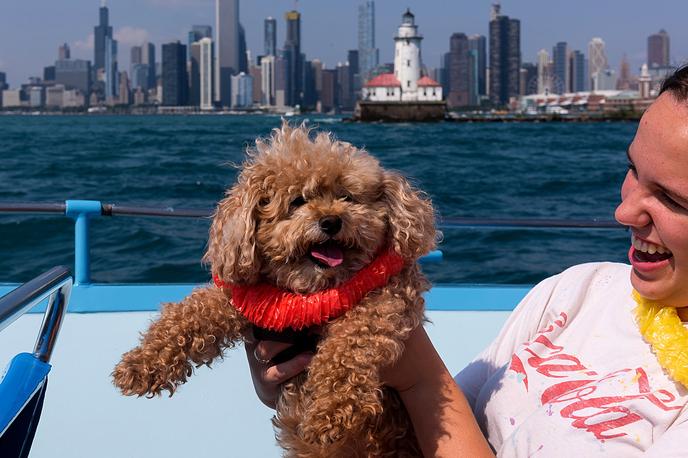 Enjoy a pet-friendly river cruise in Chicago. Take a pet-friendly river cruise in Chicago with Mercury.