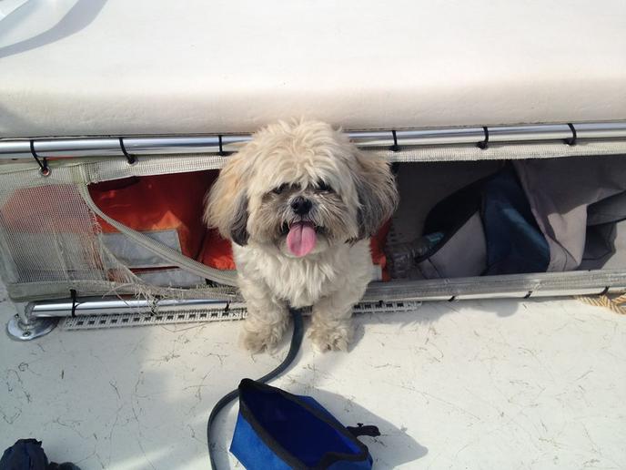 St. Augustine Eco Tours offers dog-friendly cruises for the day. Watch for manatees and dolphins on a dog-friendly cruise of St. Augustine.