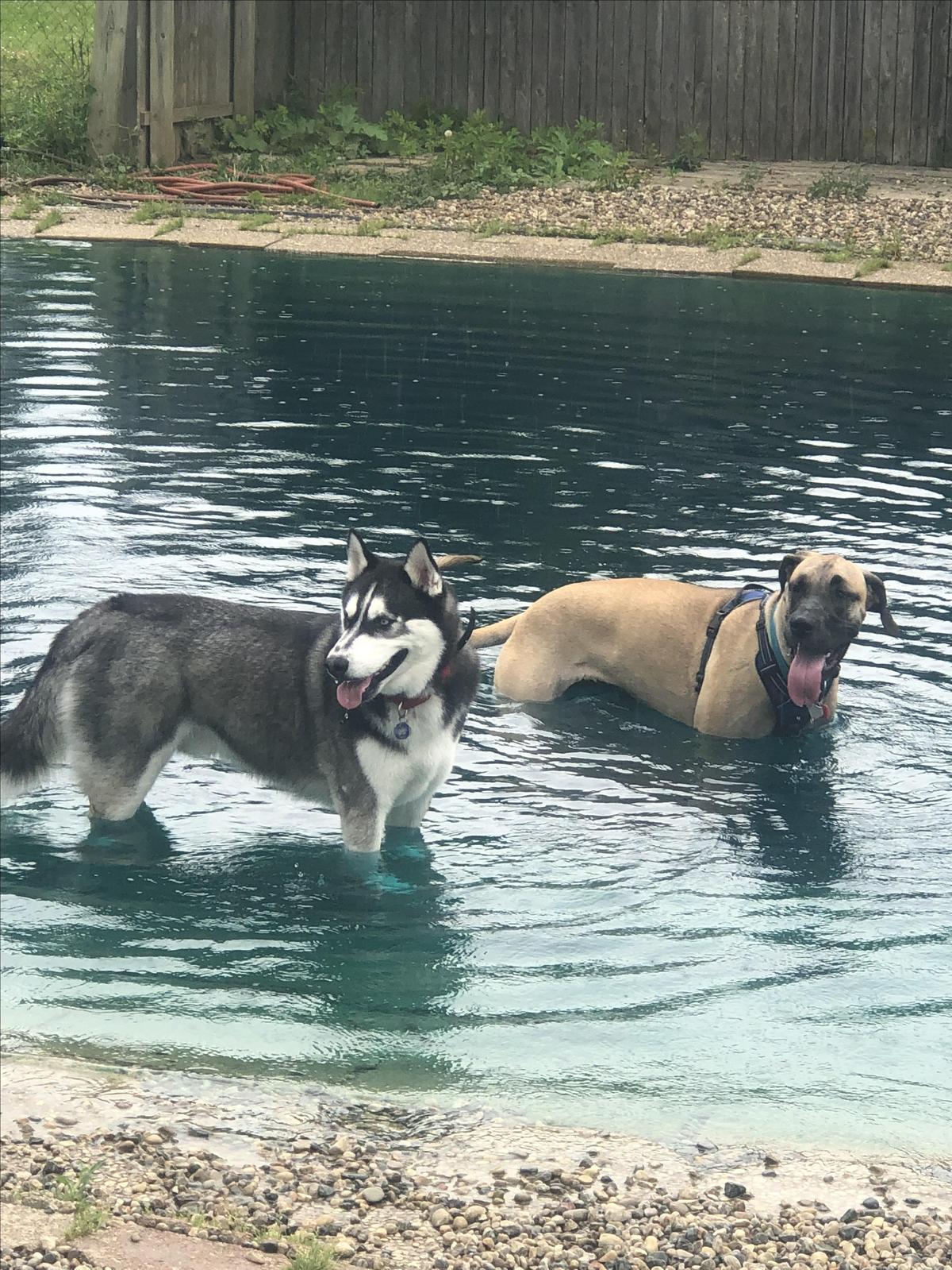 In The Pond