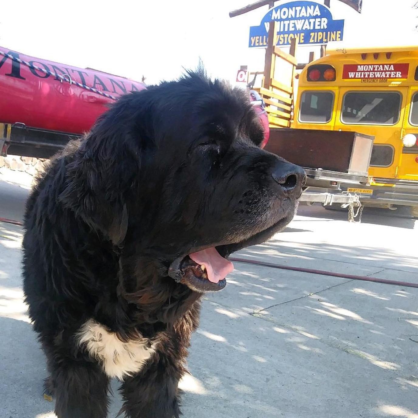 Dog-friendly tubing near yellowstone National park with Montana Whitewater Rafting Co. Go tubing with your dog near Yellowstone National Park in Montana.