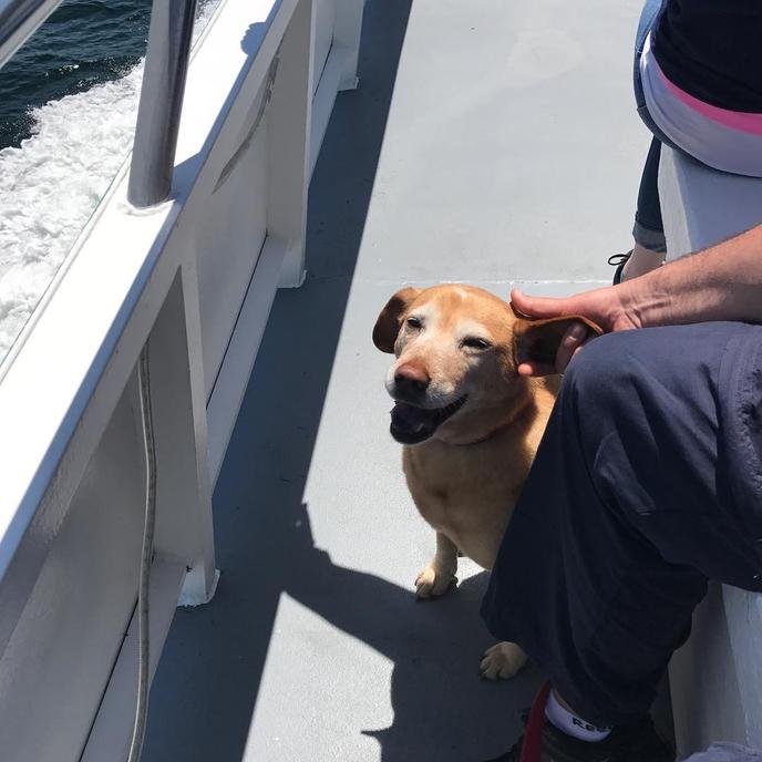Cap'n Fish's runs pet-friendly cruises in Maine. Go Puffin-watching on a canine cruise with Cap'n Fish's dog-friendly Boat Trips