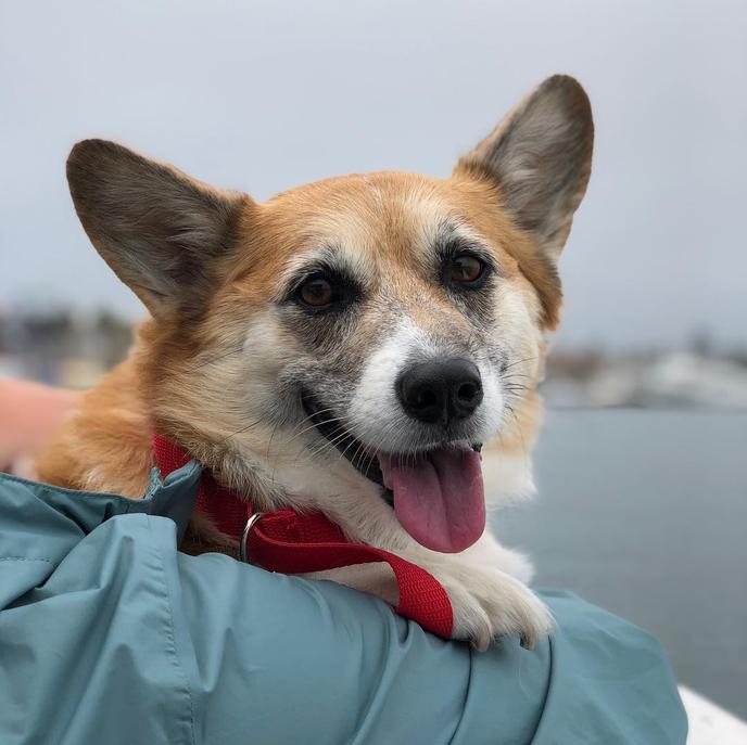 Take a pet-friendly cruise around Newport Beach with The Fun Zone Boat Company. Dogs are welcome on these pet-friendly boat trips in Newport Beach.