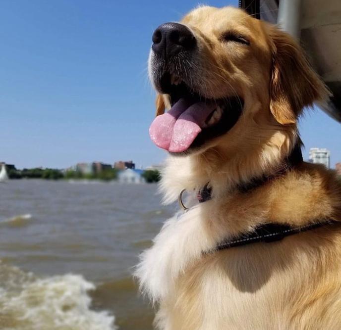 Potomac Riverboat Canine Cruise is a pet-friendly day cruise in Virginia. Take a dog-friendly cruise down the Potomac River
