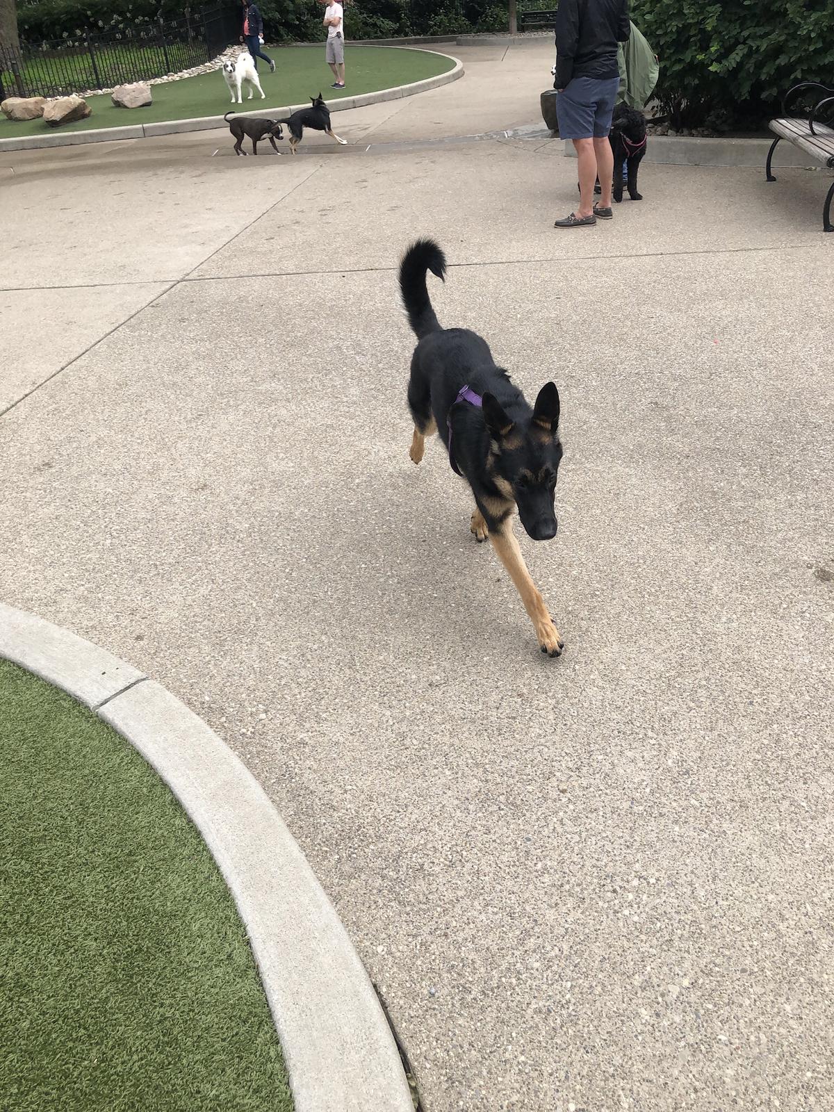 Coco Playing At Washington Park