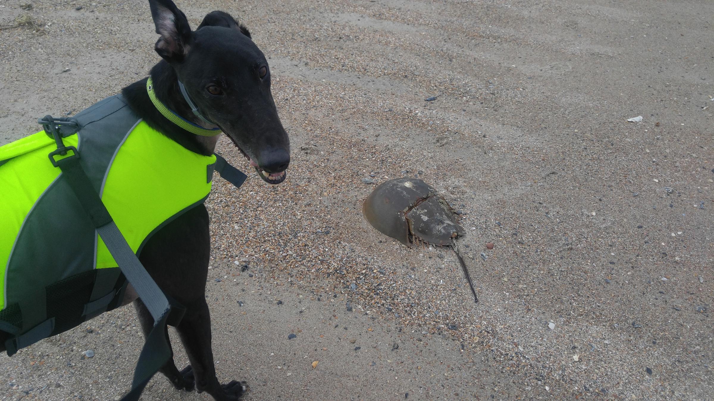 Dog Friendly Edisto Beach Sc Bring Fido