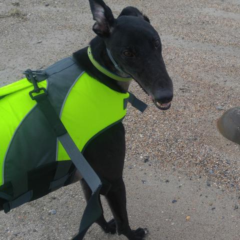 Dog Friendly Edisto Beach Sc Bring Fido