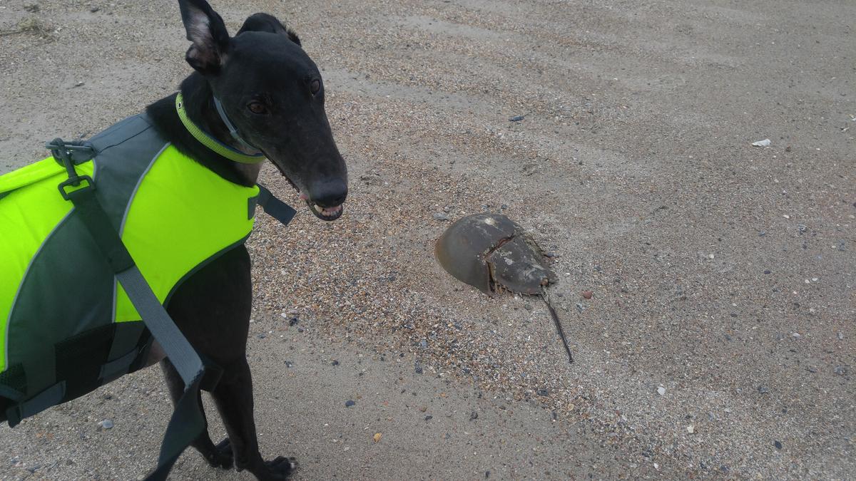 Dale Meets Horseshoe Crab