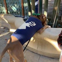 Vintage Wine Bar restaurant view 4