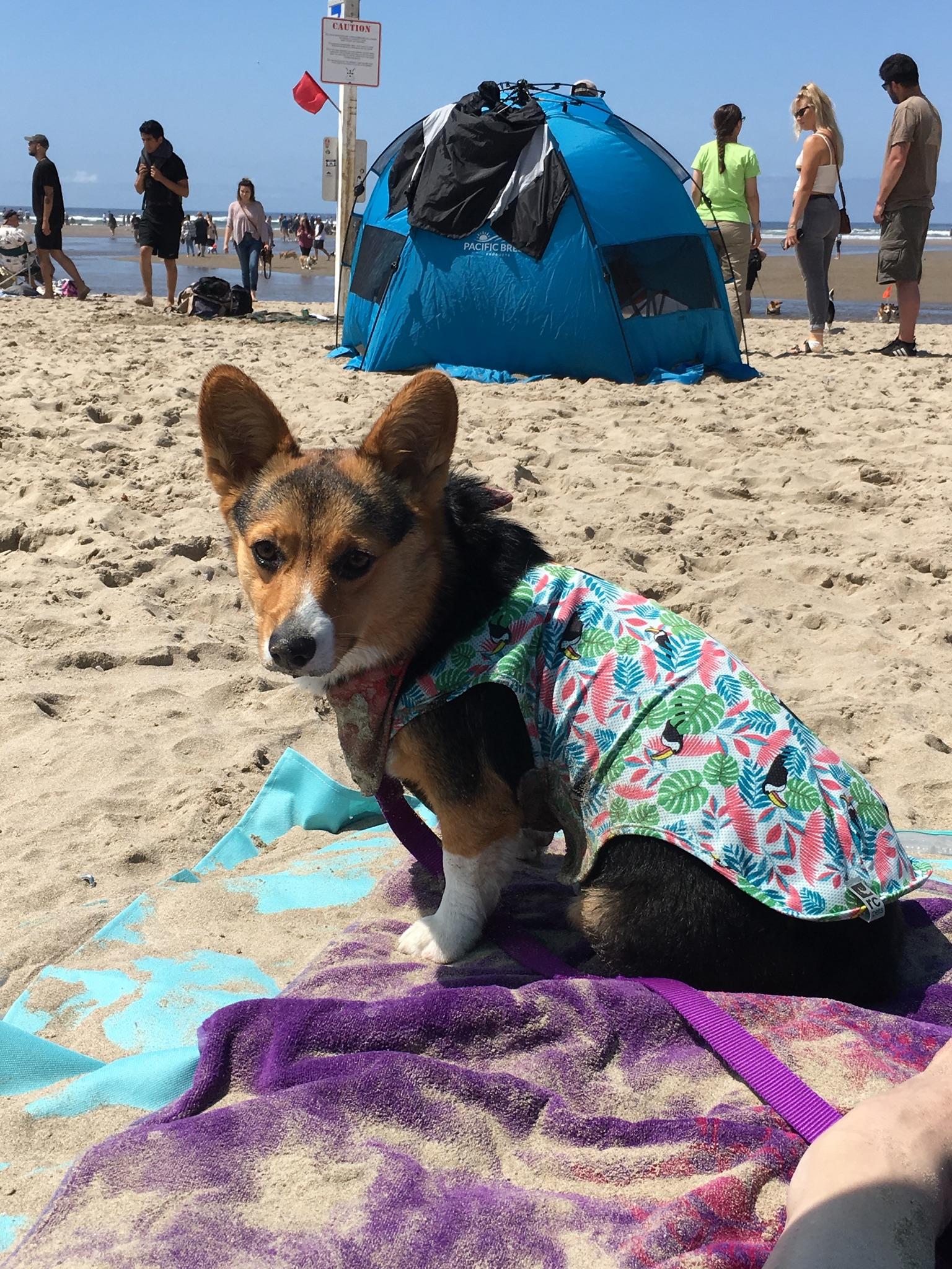 Corgi Beach Day Oregon 2022