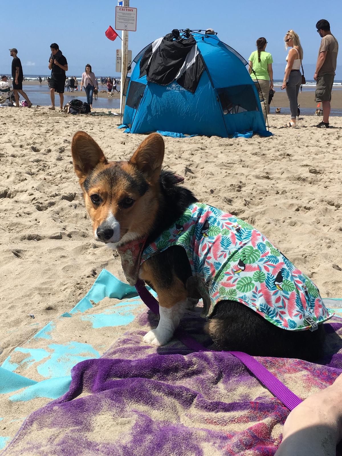 Oregon Corgi Beach Day Corgi Beach Day Oregon 2022