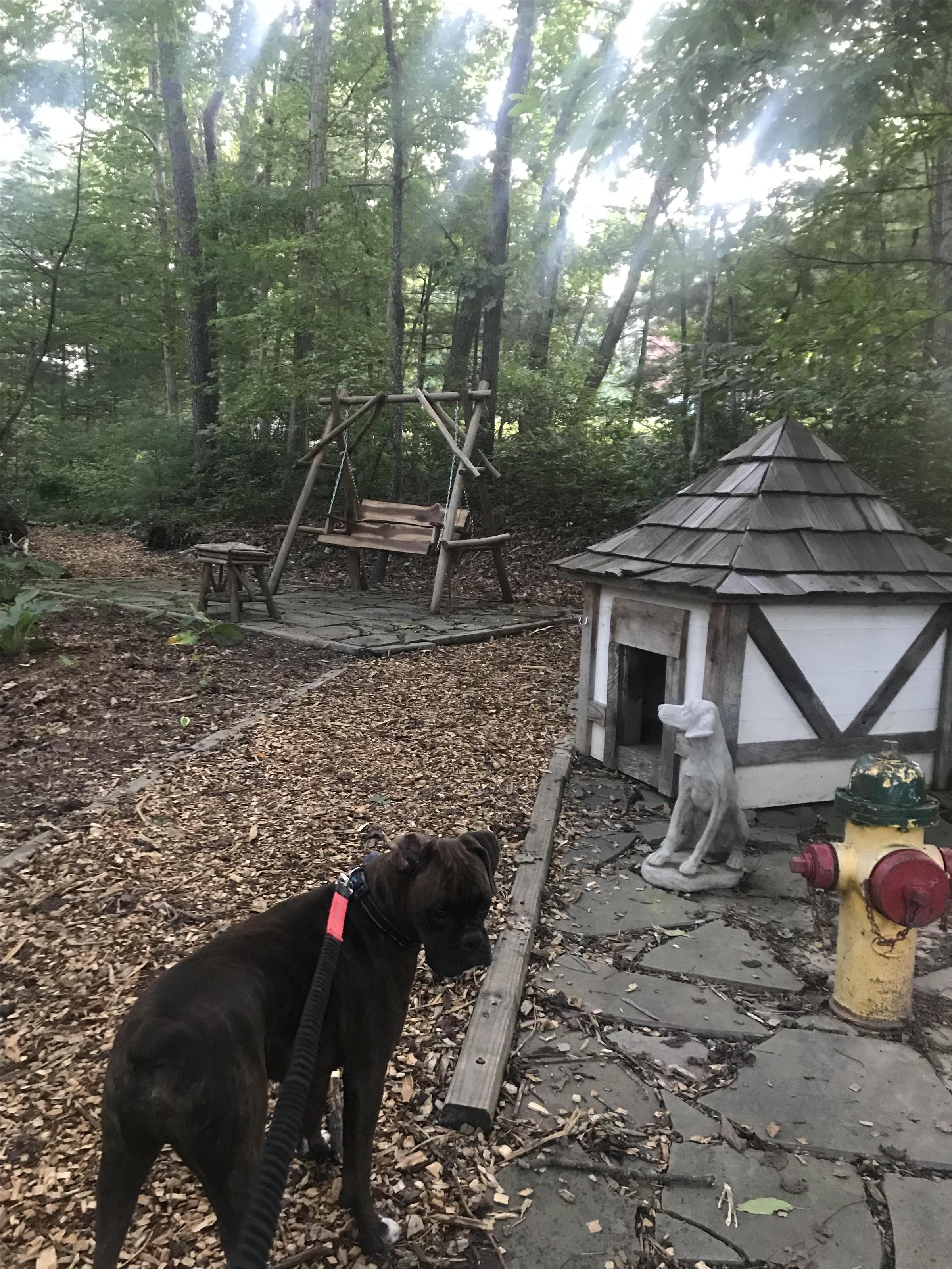 Dog Friendly Asheville Nc Bring Fido