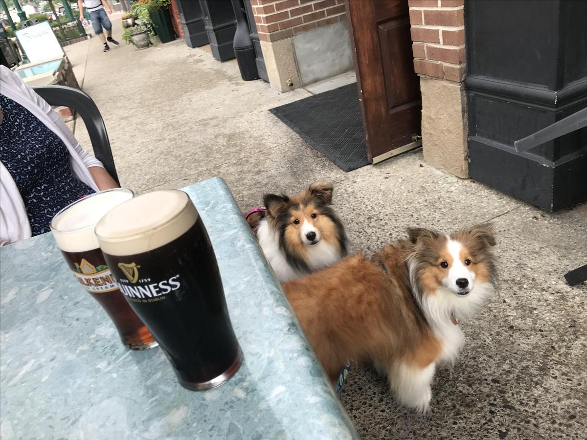 O' Connors Public House restaurant view 5