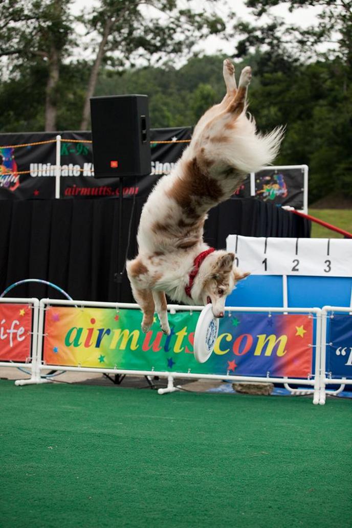 Tweetsie Railroad, pet-friendly amusement park in North Carolina. Dogs are welcome on the paved trails at the Tweetsie Railroad amusement park.