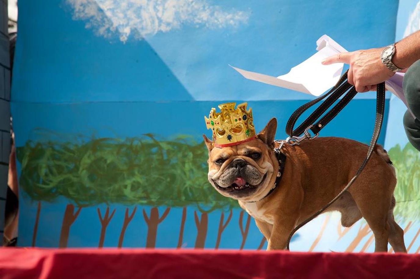 The Somerville Dog Festival, aka SomDogFest. Don't miss the SomDogFest aka the Somerville Dog Festival this September.