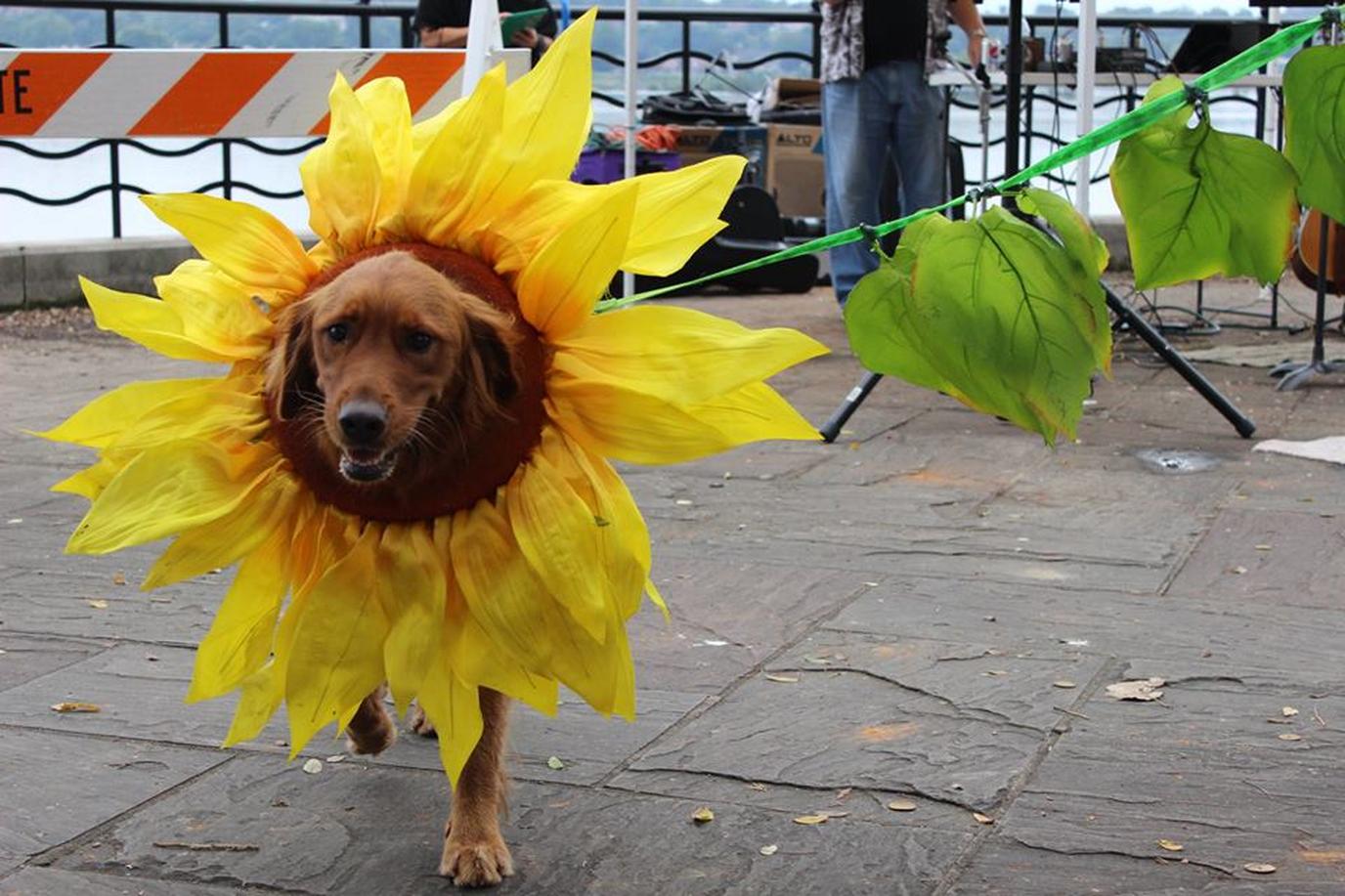 Woofstock event hosted by The Central PA Animal Alliance (CPAA) and Furry Friends Network (FFN) Let your dog get groovy at the 15th annual WoofStock in Harrisburg this September.