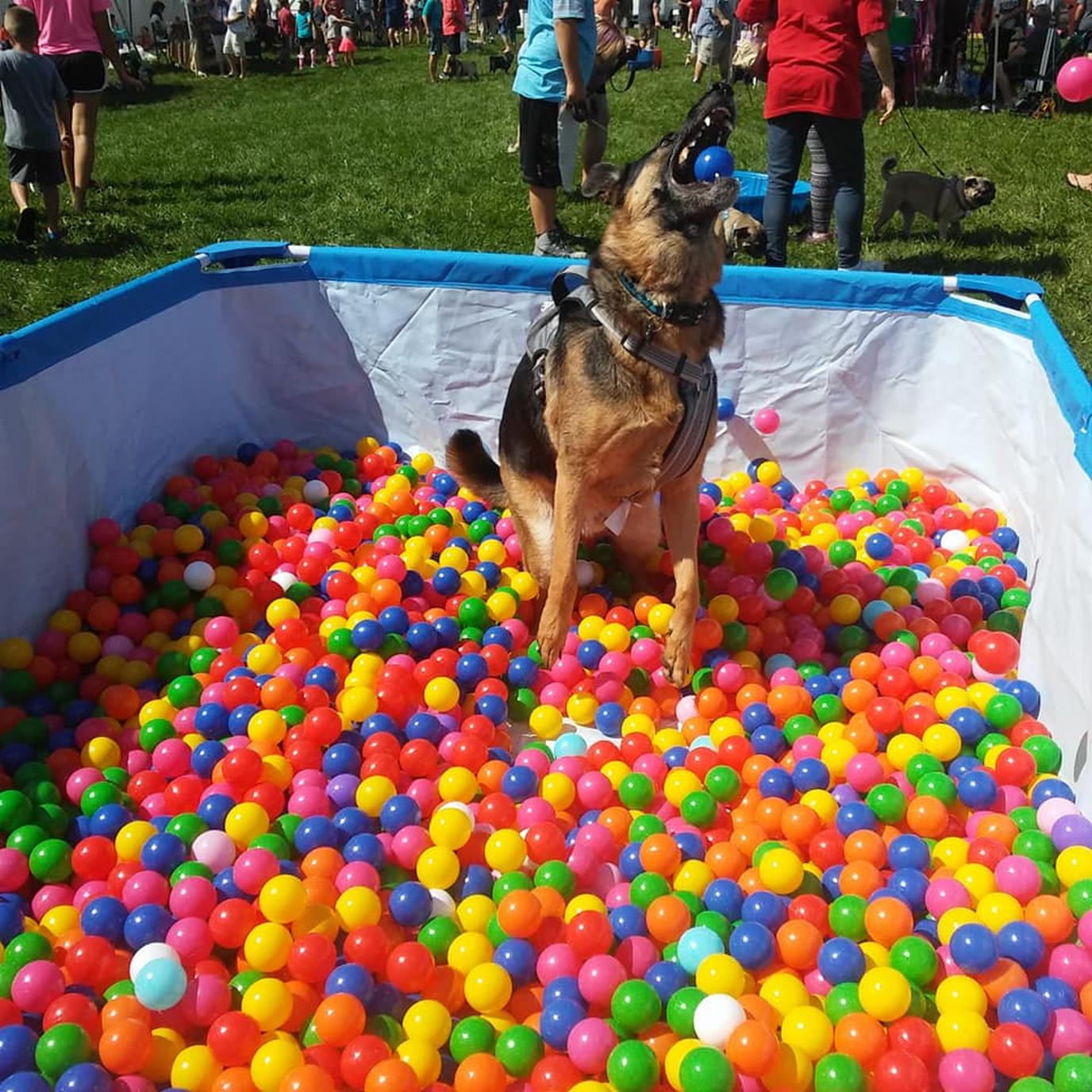 RunningDog hosts PlayingDog event with the always-popular ball pit. The PlayingDog event includes an agility course, puzzles, the always popular ball pit and more!