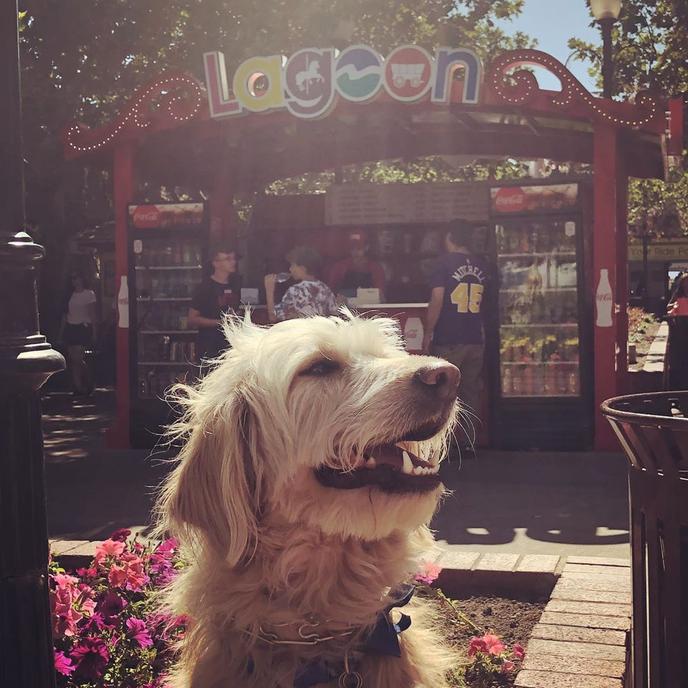 Pet-friendly amusement park, Lagoon Park, north of Salt Lake City Located north of Salt Lake City in Farmington is Lagoon Park, a dog-friendly amusement park.