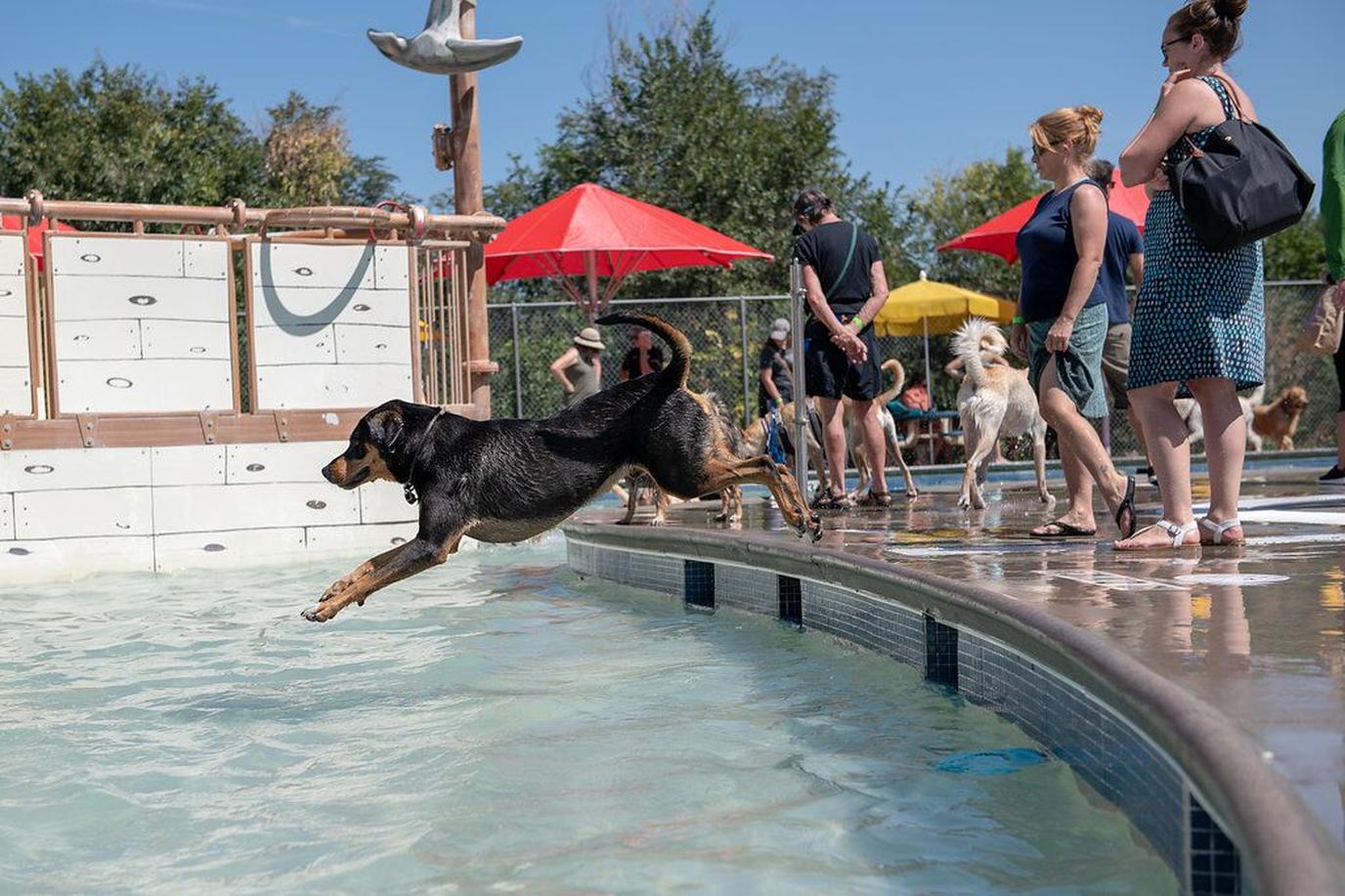 The 12th Annual Doggie Plunge event in September The 12th Annual Doggie Plunge benefits Freedom Service Dogs of America.