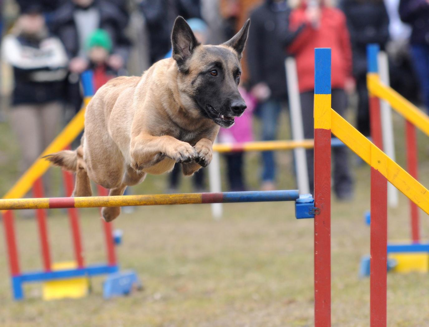Dogs Unleashed September race event in Staffordshire, GB. Dogs Unleashed race event includes agility courses, flyball, obedience competition and more.