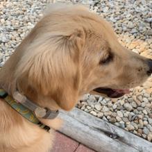 Frates Drive-In restaurant view 1