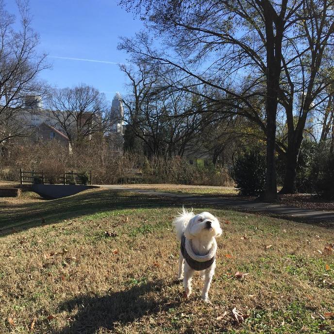 Frazier Dog Park, an off-leash dog park in Charlotte, NC. Frazier Dog Park in the Third Ward in Charlotte is a 1.3 acre off-leash dog park.