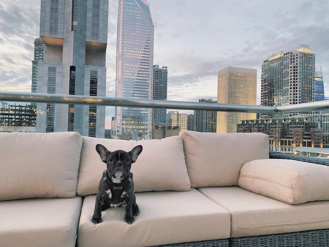Spend a weekend in dog-friendly Charlotte, NC!