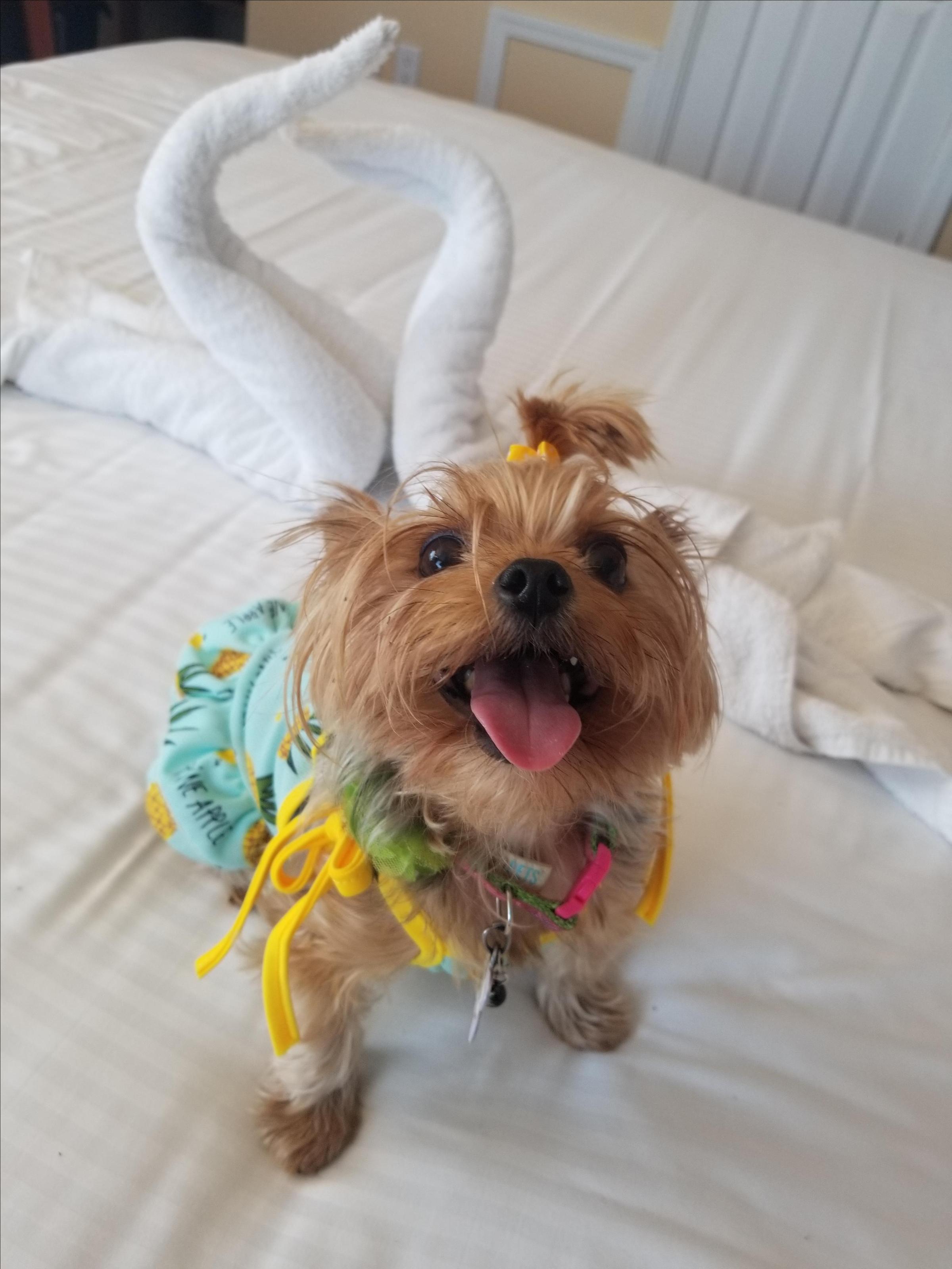 Dog Friendly Wildwood Nj Bring Fido