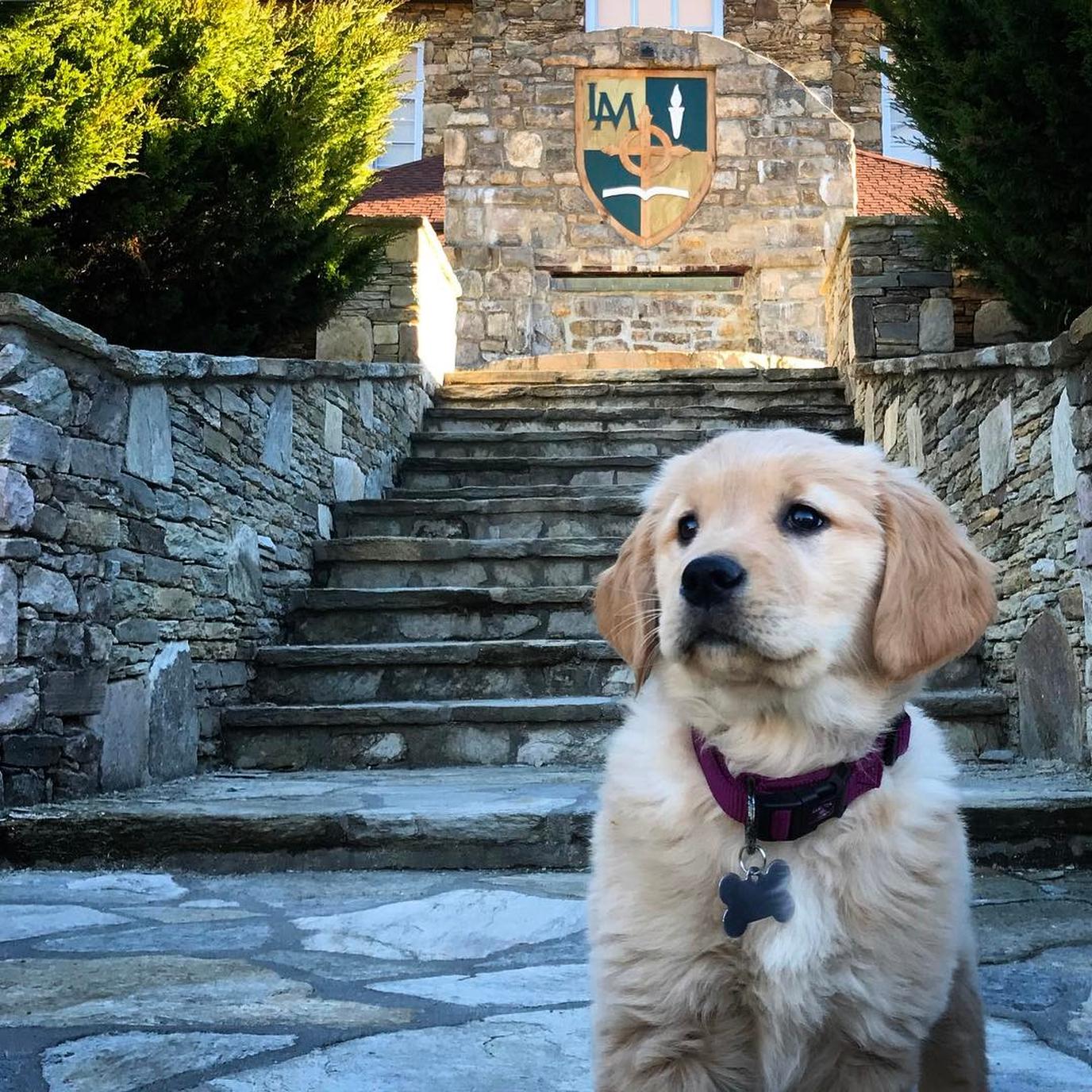 Lees-McRae College welcomes dogs on campus and in select dorms. Lees-McRae College is a pet-friendly college in North Carolina.