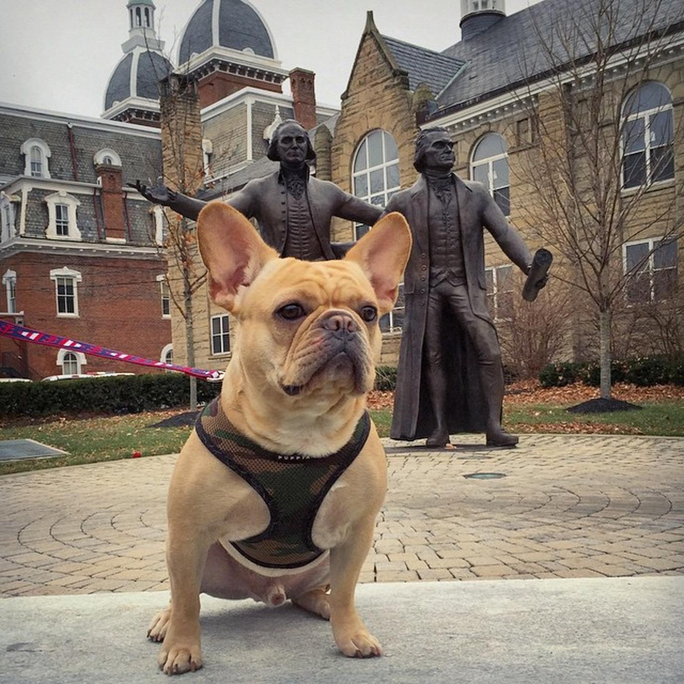 Washington & Jefferson College welcomes dogs on campus. WJU is a pet-friendly college in Pennsylvania .