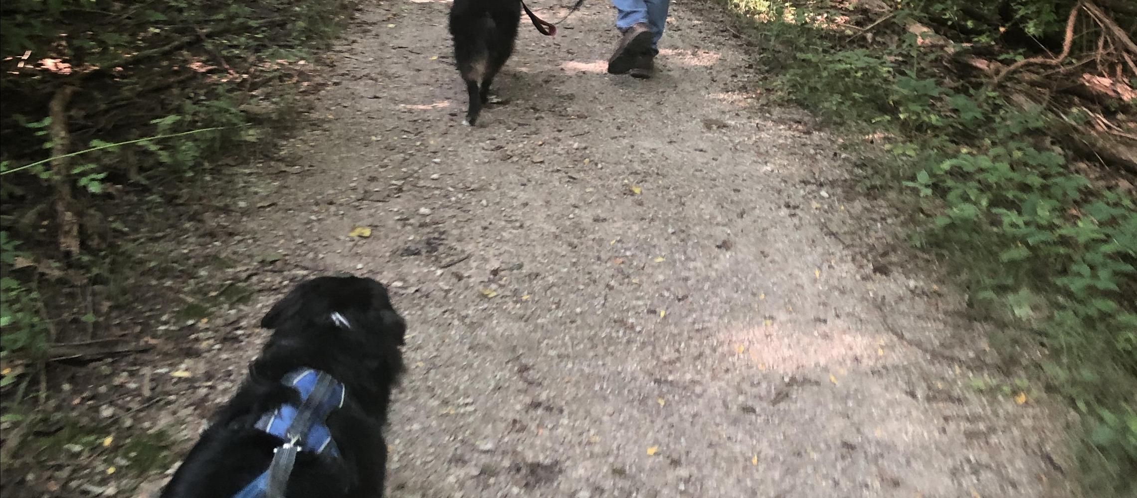 Dog Friendly Delaware, OH
