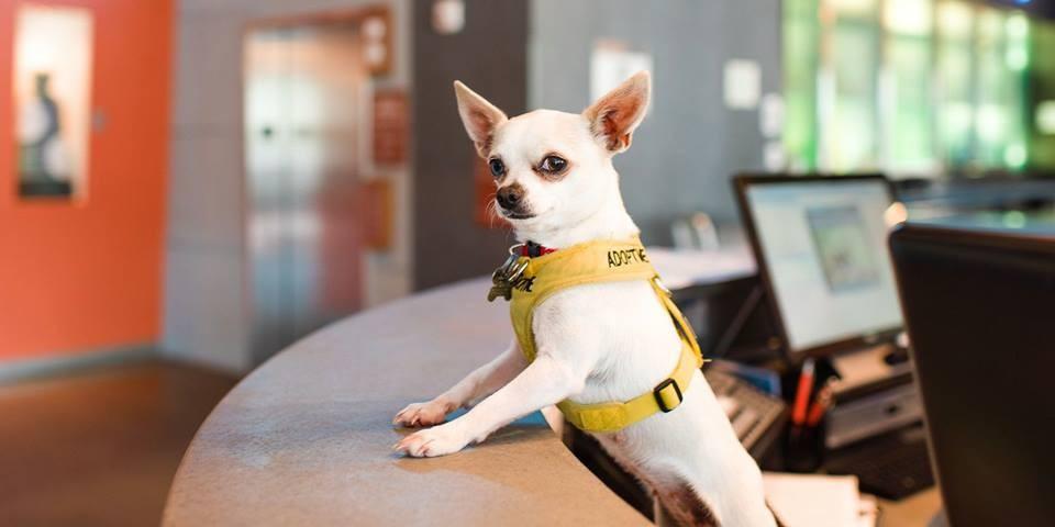 New Pet-Friendly Hotels: December 2022 - BringFido