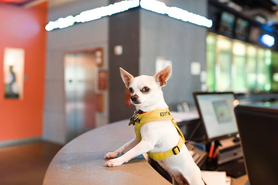 Top Dog-Friendly Hotel Chains of 2022 - BringFido