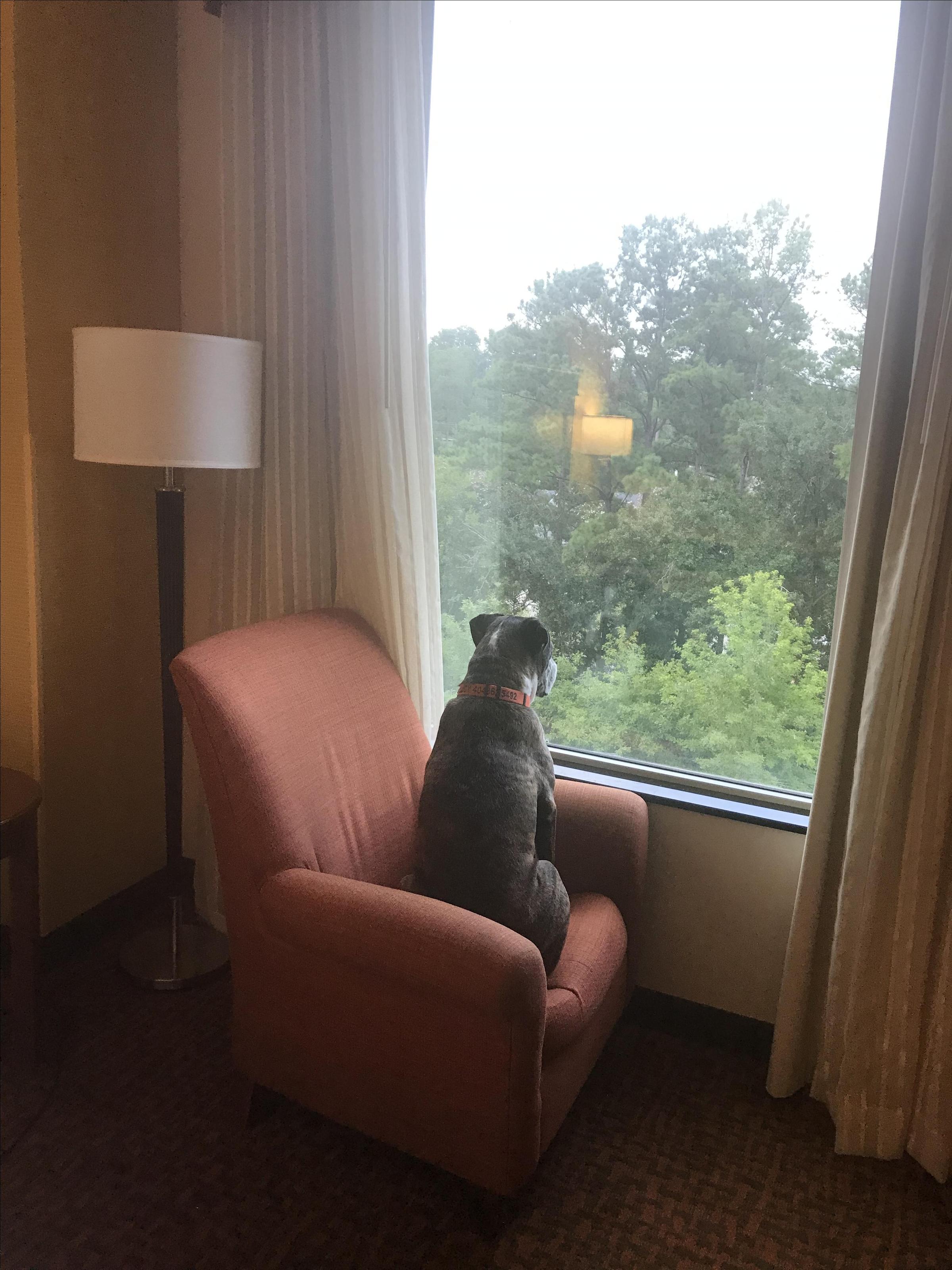 Room With A View