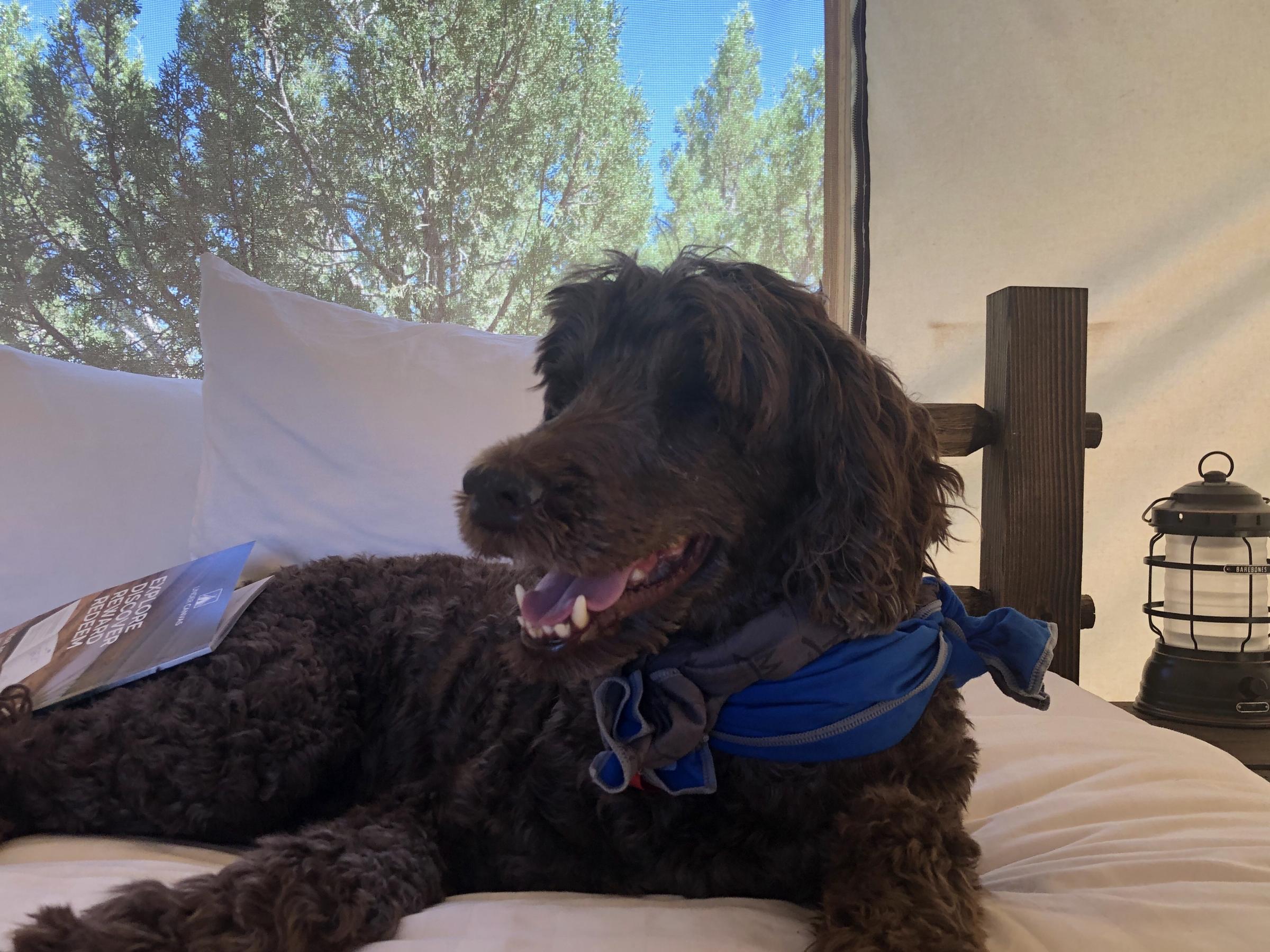 Franklin In moab ⋆ BringFido