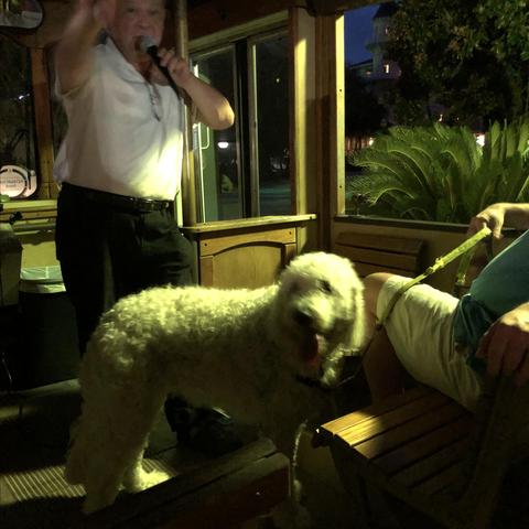 Dog Friendly Jekyll Island Ga Bring Fido