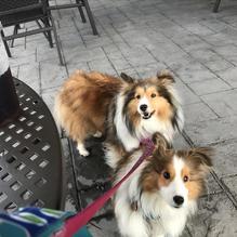 Panera Bread restaurant view 1