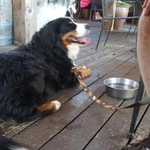 Dine n Dash Pub & Grill restaurant view 4